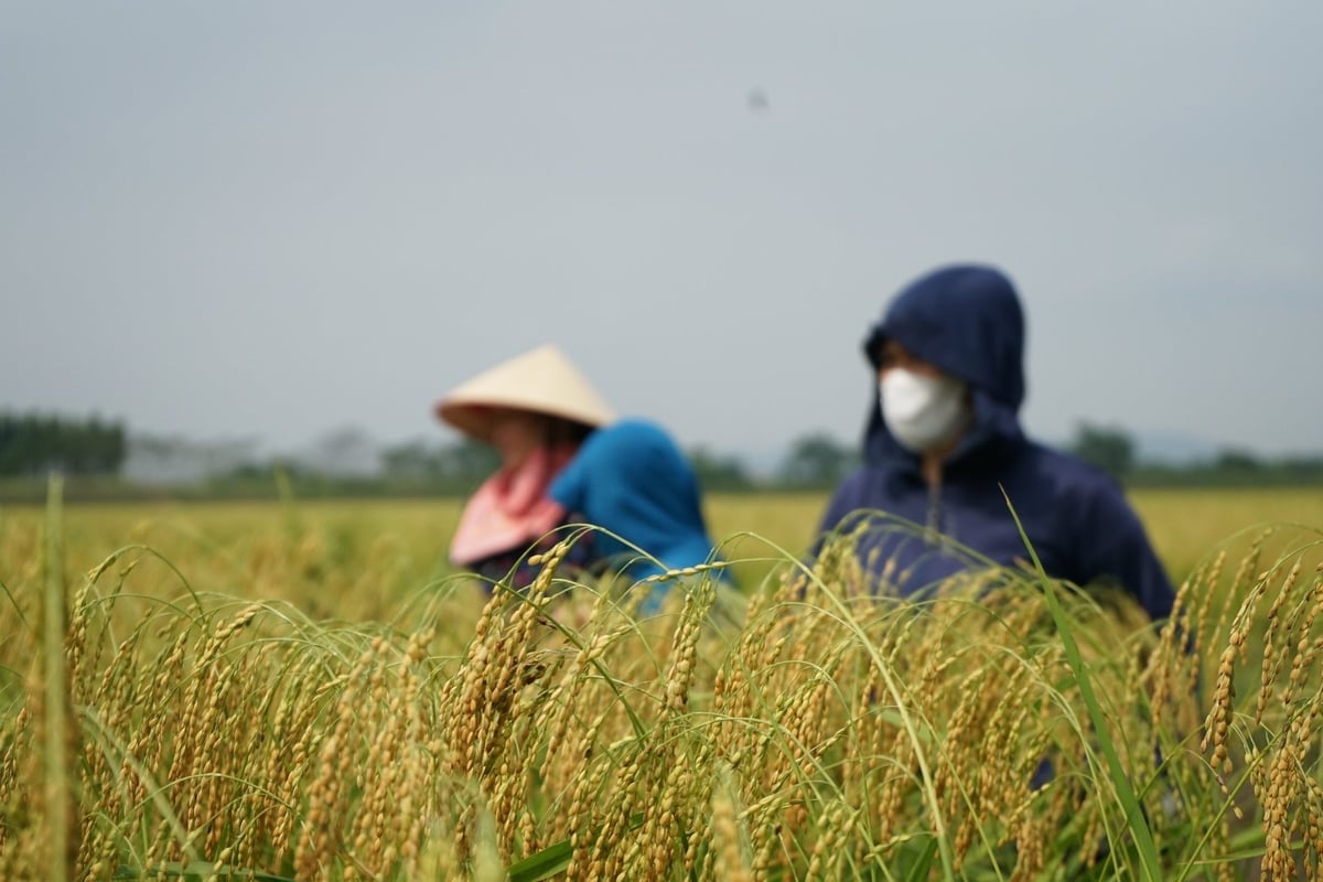 Tổng diện tích trồng lúa tại Quảng Ninh hằng năm đạt trên 39.100 ha. Ảnh: Nguyễn Thành.