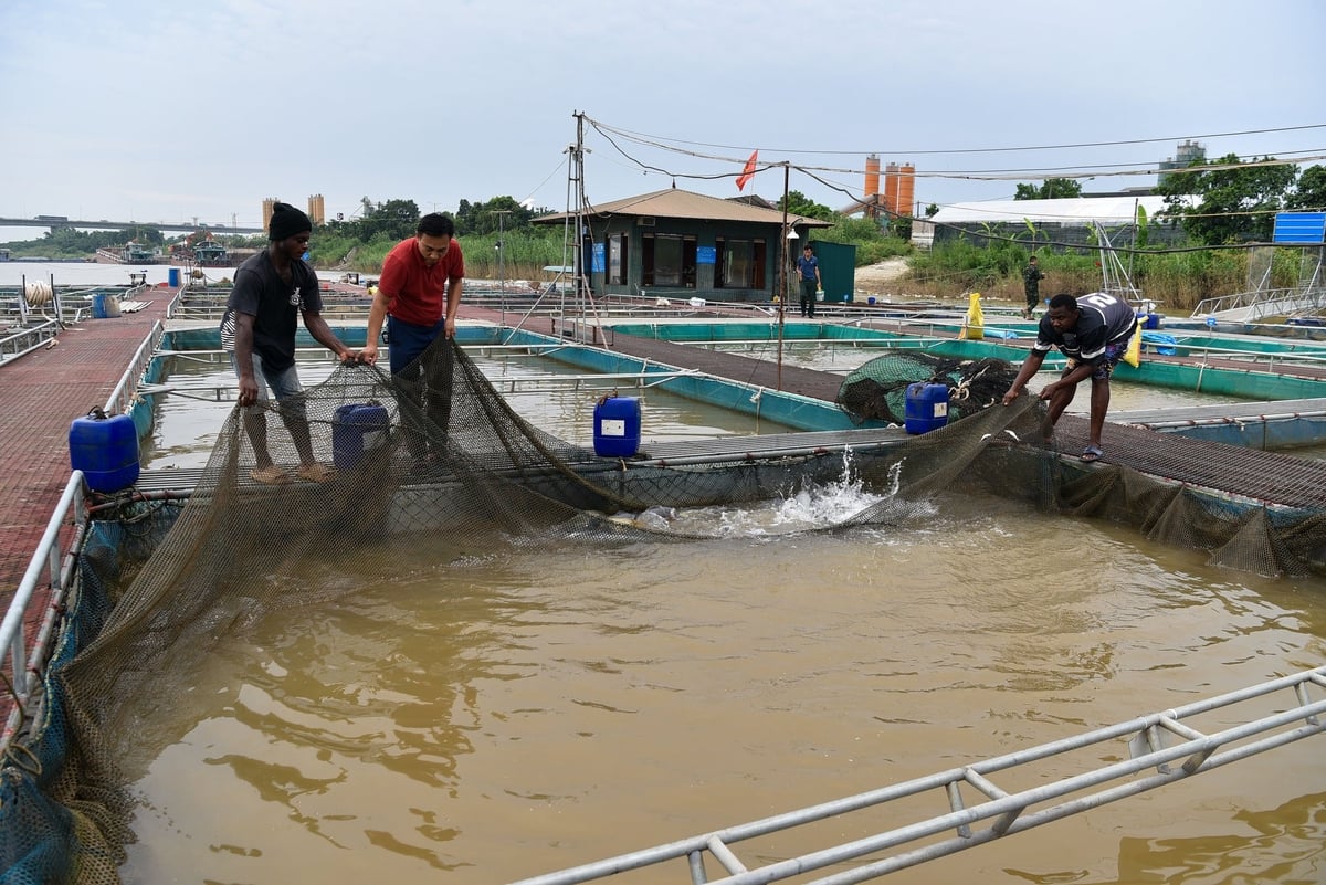 Hai lao động châu Phi cùng anh Nguyễn Văn Tình kéo lưới lên để kiểm tra cá trắm đen. Ảnh: Dương Đình Tường. Hai lao động châu Phi cùng anh Nguyễn Văn Tình kéo lưới lên để kiểm tra cá trắm đen. Ảnh: Dương Đình Tường.