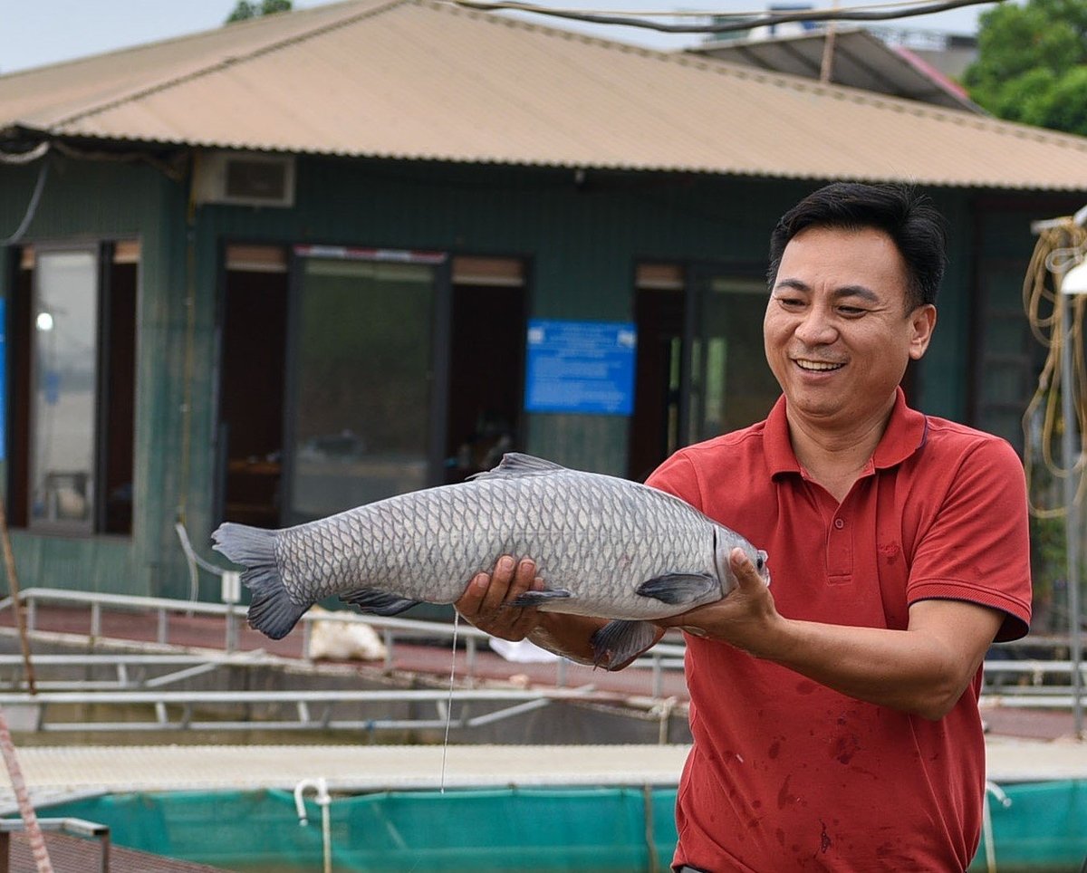 Anh Nguyễn Văn Tình bên con cá trắm đen lai hay còn gọi là trắm chì. Ảnh: Dương Đình Tường. Anh Nguyễn Văn Tình bên con cá trắm đen lai hay còn gọi là trắm chì. Ảnh: Dương Đình Tường.