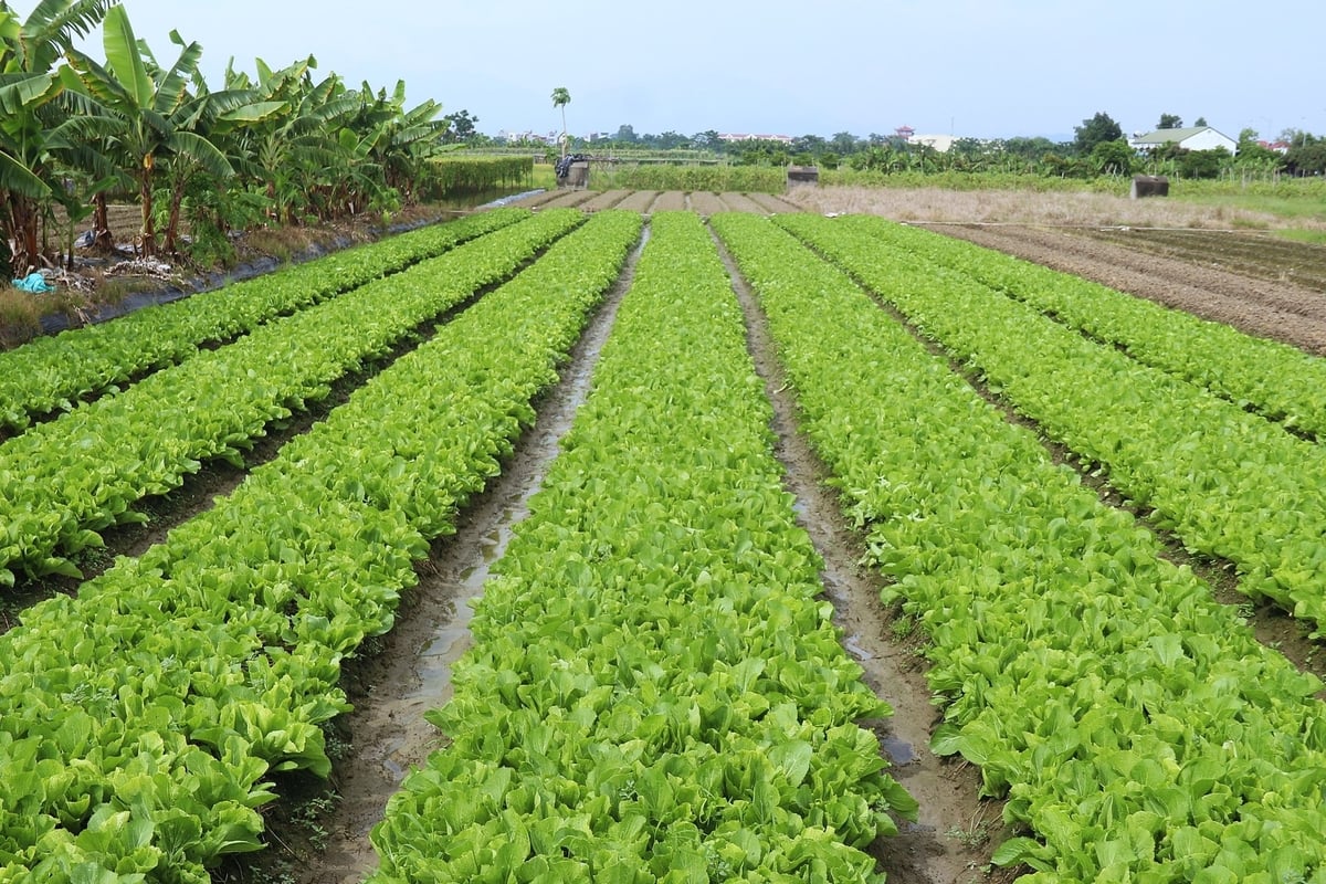 Dòng nước Liễn Sơn chính là mạch sống của cả vùng rau sạch nơi đây. Ảnh: Phạm Hiếu. Dòng nước Liễn Sơn chính là mạch sống của cả vùng rau sạch nơi đây. Ảnh: Phạm Hiếu.