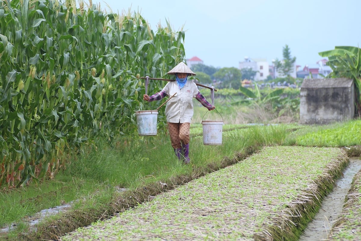 Mỗi ngày, chỉ chờ nắng tắt, bà Lê Thị Minh xách nước tưới rau. Ảnh: Phạm Hiếu. Mỗi ngày, chỉ chờ nắng tắt, bà Lê Thị Minh xách nước tưới rau. Ảnh: Phạm Hiếu.