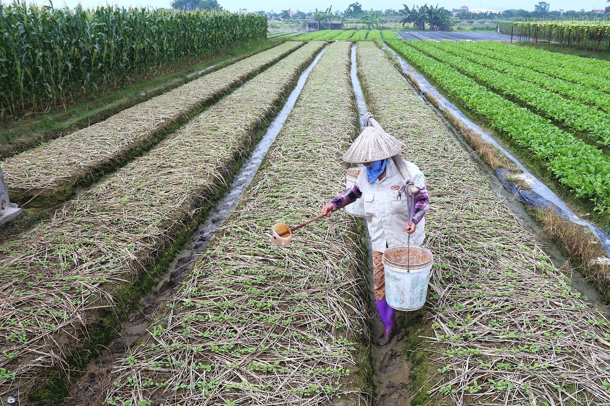 Sản xuất rau theo quy trình VietGAP, người dân phải lấy nguồn nước tưới an toàn, đảm bảo. Ảnh: Phạm Hiếu. Sản xuất rau theo quy trình VietGAP, người dân phải lấy nguồn nước tưới an toàn, đảm bảo. Ảnh: Phạm Hiếu.