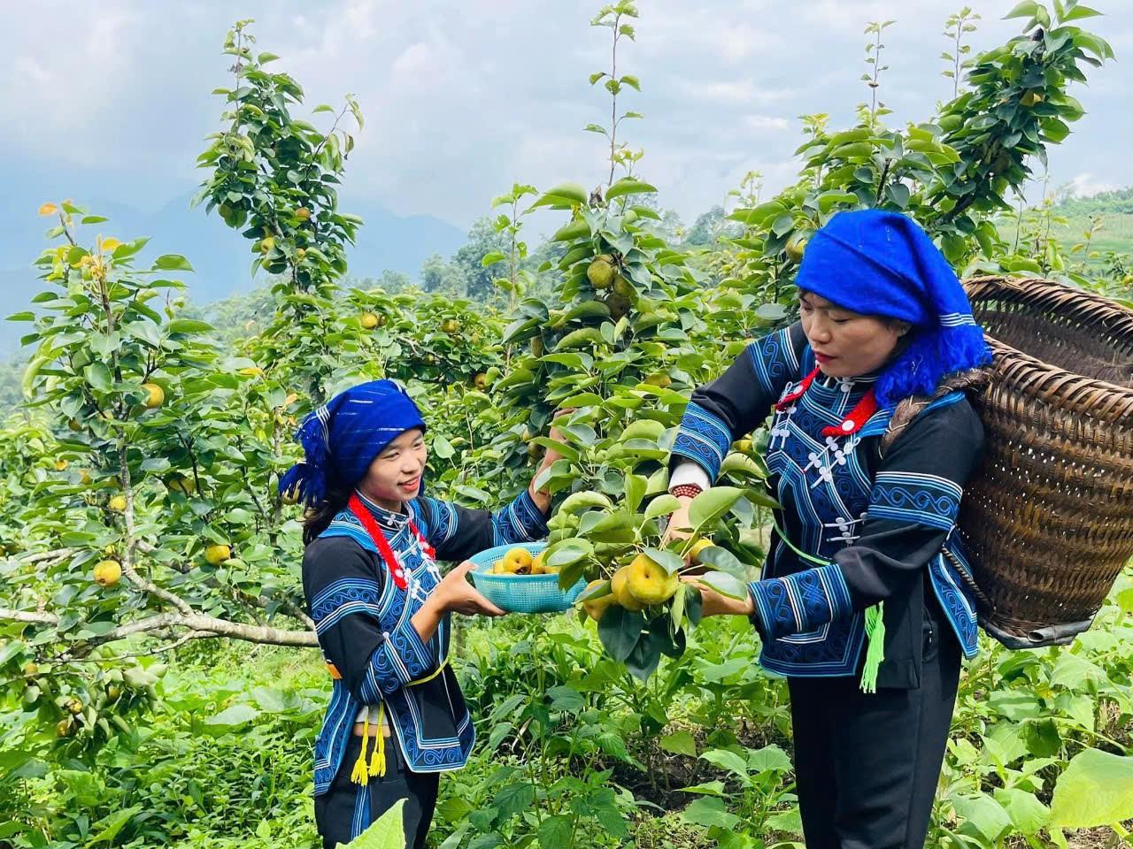 Bà con người Hà Nhì ở Bát Xát (cũ) hái những quả lê căng mọng mời khách du lịch. Ảnh: Lưu Hòa. Bà con người Hà Nhì ở Bát Xát (cũ) hái những quả lê căng mọng mời khách du lịch. Ảnh: Lưu Hòa.