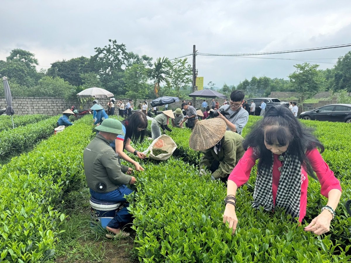 Các nhà văn trải nghiệm thực tế tại vùng chè Thái Nguyên 6/2025. Ảnh: Quang Linh.