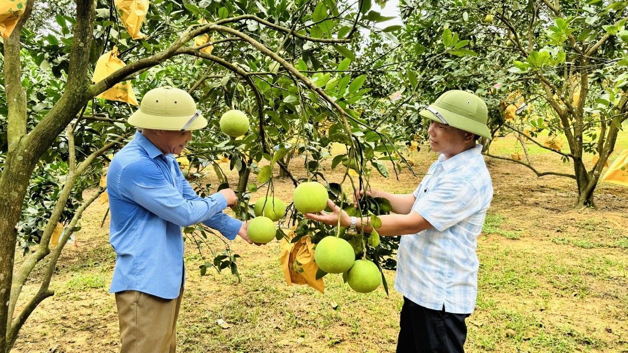 Canh tác bưởi theo hướng hữu cơ là một trong những giải pháp hữu hiệu thích ứng với biến đổi khí hậu. Ảnh: Ánh Nguyệt.