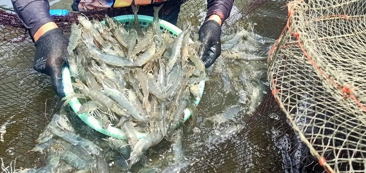 Nuôi tôm 3 giai đoạn giúp hạn chế ô nhiễm tầng đáy, giảm thiểu nguy cơ dịch bệnh, tỷ lệ sống đạt trên 80%. Ảnh: Ánh Nguyệt.