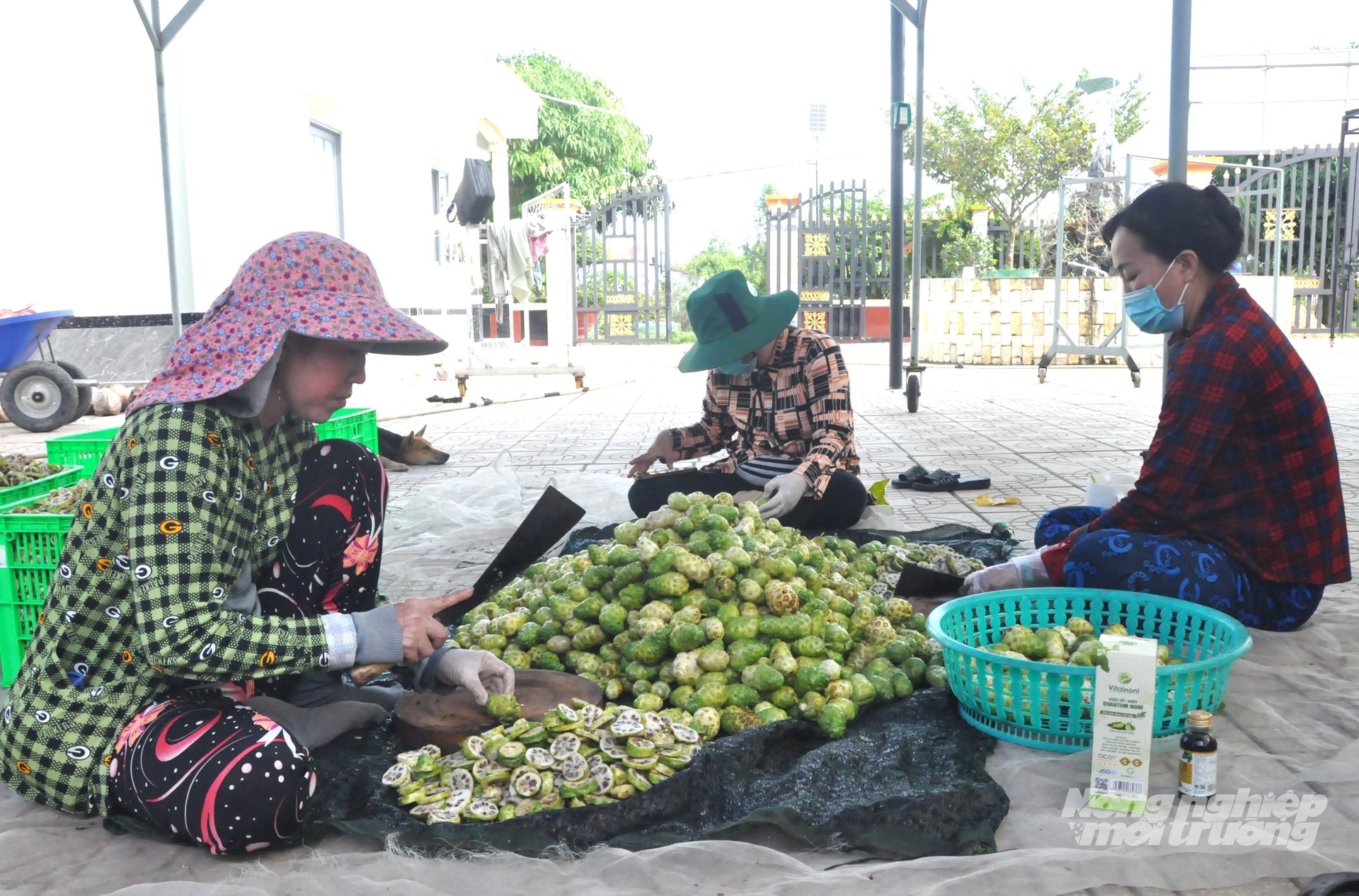 Anh Tuấn đầu tư nhà xưởng sơ chế trái nhàu, tạo việc làm cho lao động tại địa phương từ việc đi hái trái, thái lát mỏng để sấy khô. Ảnh: Trung Chánh. Anh Tuấn đầu tư nhà xưởng sơ chế trái nhàu, tạo việc làm cho lao động tại địa phương từ việc đi hái trái, thái lát mỏng để sấy khô. Ảnh: Trung Chánh.