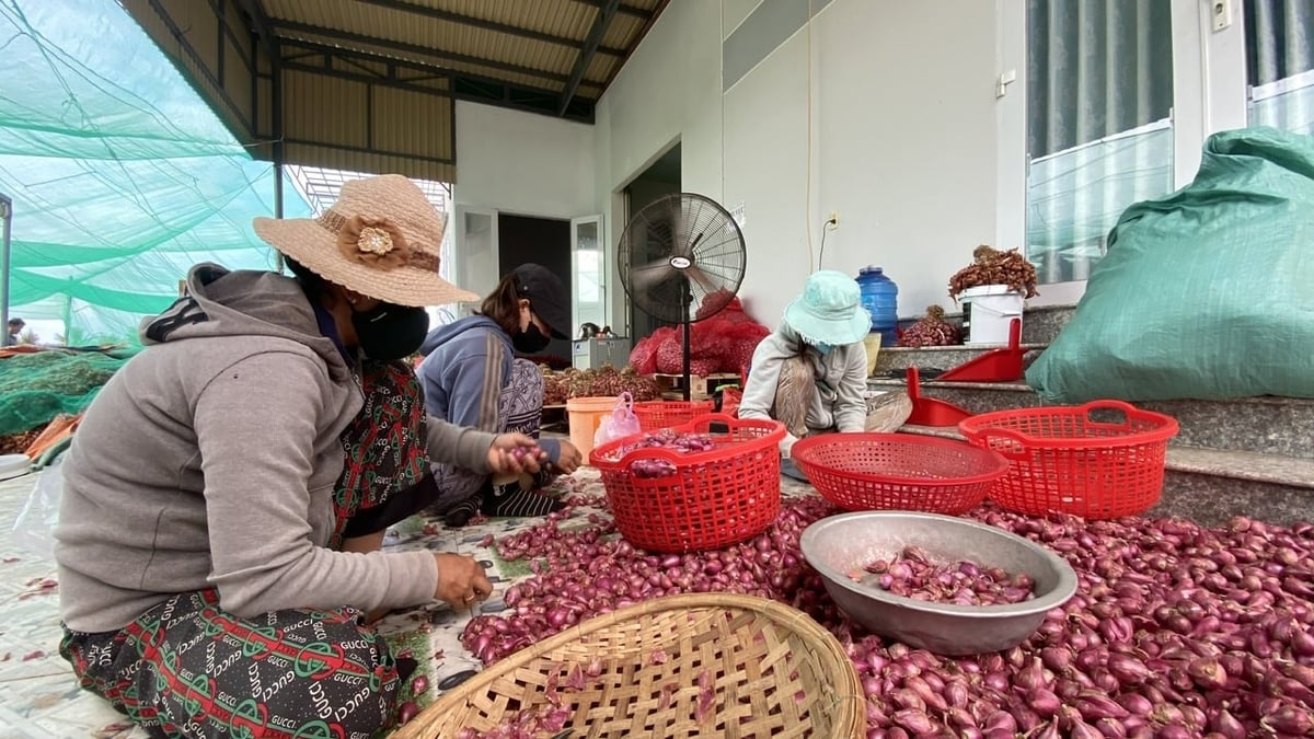 Cây hành tím đã trở thành nghề truyền thống mang lại thu nhập chính cho nông dân huyện Ninh Hải (cũ). Ảnh: Nguyễn Cơ. Cây hành tím đã trở thành nghề truyền thống mang lại thu nhập chính cho nông dân huyện Ninh Hải (cũ). Ảnh: Nguyễn Cơ.