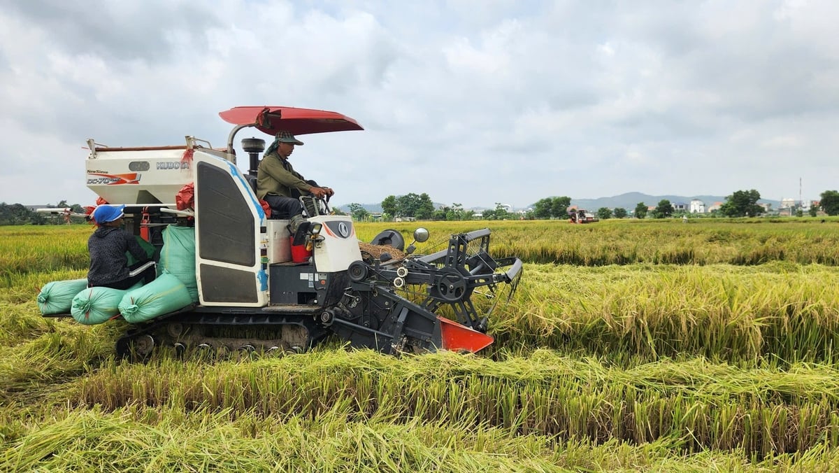 Người dân phường Đông Triều thu hoạch lúa vụ xuân. Ảnh: Nguyễn Thành.