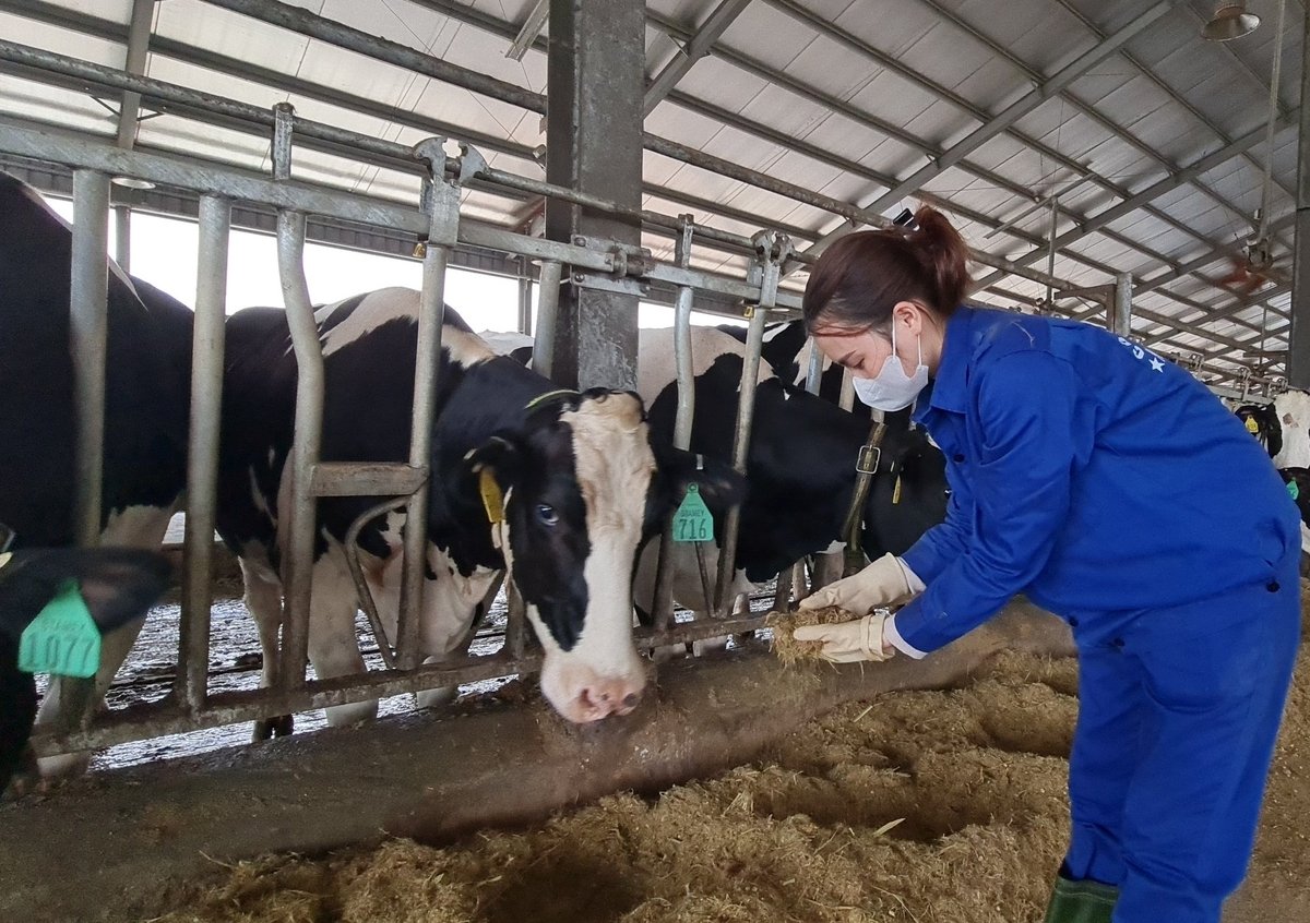 Nhờ ổn định đồng cỏ, đàn bò của Công ty cổ phần Hồ Toản có nguồn thức ăn dồi dào, phát triển ổn định và cho sữa chất lượng. Ảnh: Đào Thanh. Nhờ ổn định đồng cỏ, đàn bò của Công ty cổ phần Hồ Toản có nguồn thức ăn dồi dào, phát triển ổn định và cho sữa chất lượng. Ảnh: Đào Thanh.