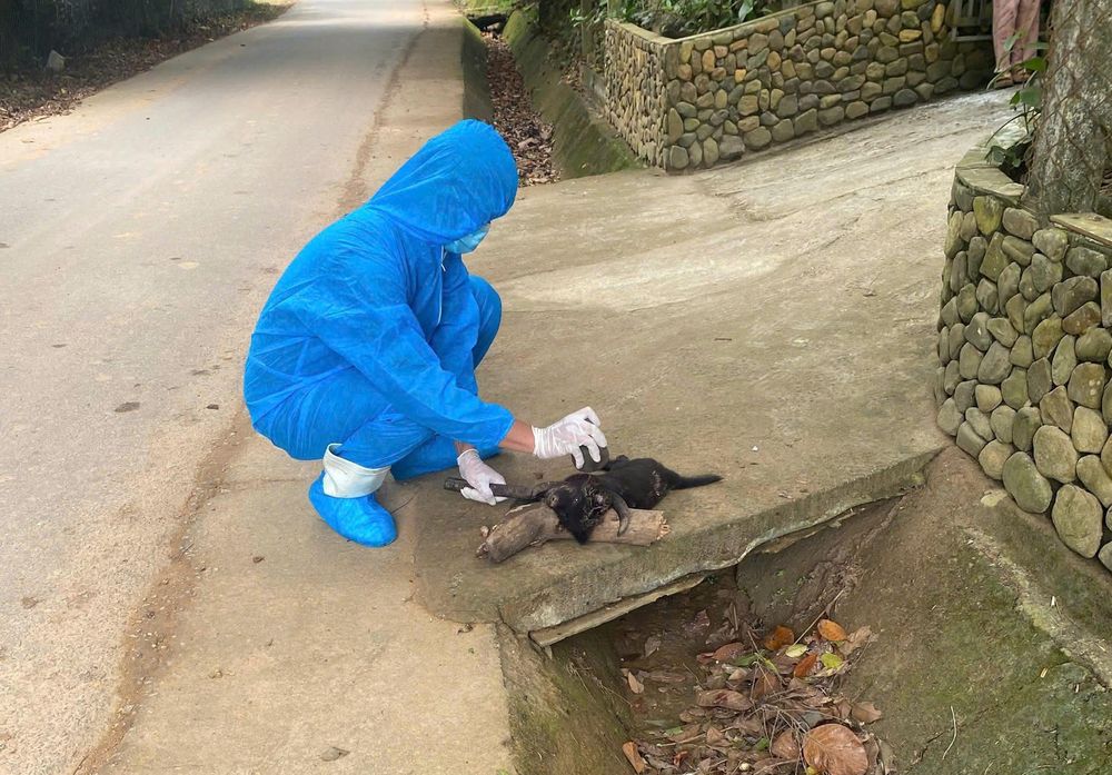 Lực lượng chức năng xử lý chó hoang nhiễm virus gây bệnh dại. Ảnh: CTV. Lực lượng chức năng xử lý chó hoang nhiễm virus gây bệnh dại. Ảnh: CTV.
