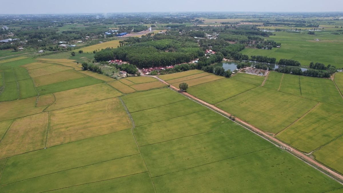 Nông nghiệp Tây Ninh hưởng lợi từ miễn phí sử dụng nước từ thủy lợi. Ảnh: Trần Trung. Nông nghiệp Tây Ninh hưởng lợi từ miễn phí sử dụng nước từ thủy lợi. Ảnh: Trần Trung.