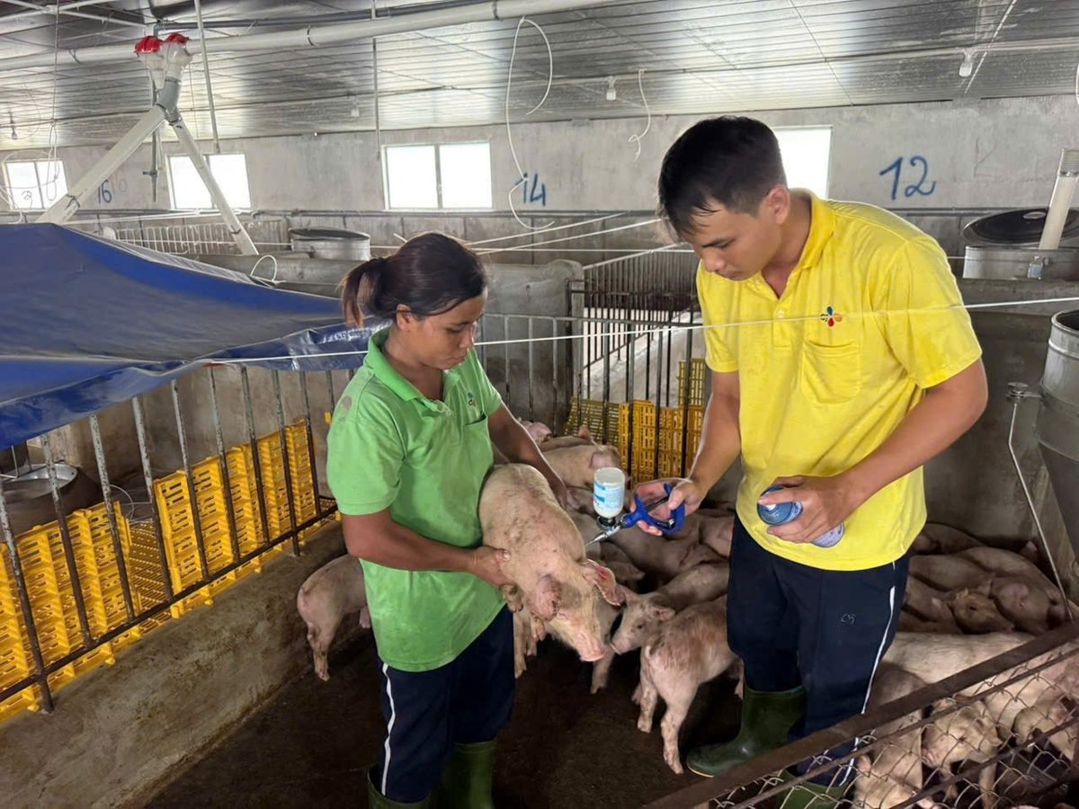 Người chăn nuôi Tây Ninh chủ động phòng chống dịch tả lợn Châu Phi. Ảnh: Trần Trung. Người chăn nuôi Tây Ninh chủ động phòng chống dịch tả lợn Châu Phi. Ảnh: Trần Trung.