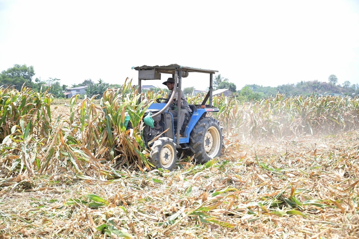 Được hỗ trợ từ các nguồn vay vốn ưu đãi nên các mô hình sản xuất nông nghiệp dần phát huy hiệu quả mang lại hiệu quả kinh tế cao giúp đời sống người dân ngày một ổn định. Ảnh: Phạm Hoài. Được hỗ trợ từ các nguồn vay vốn ưu đãi nên các mô hình sản xuất nông nghiệp dần phát huy hiệu quả mang lại hiệu quả kinh tế cao giúp đời sống người dân ngày một ổn định. Ảnh: Phạm Hoài.
