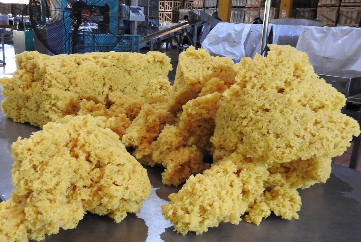 Kim ngạch xuất khẩu cao su 6 tháng đầu năm tăng khá nhờ giá cao su tăng. Ảnh: Sơn Trang. Kim ngạch xuất khẩu cao su 6 tháng đầu năm tăng khá nhờ giá cao su tăng. Ảnh: Sơn Trang.