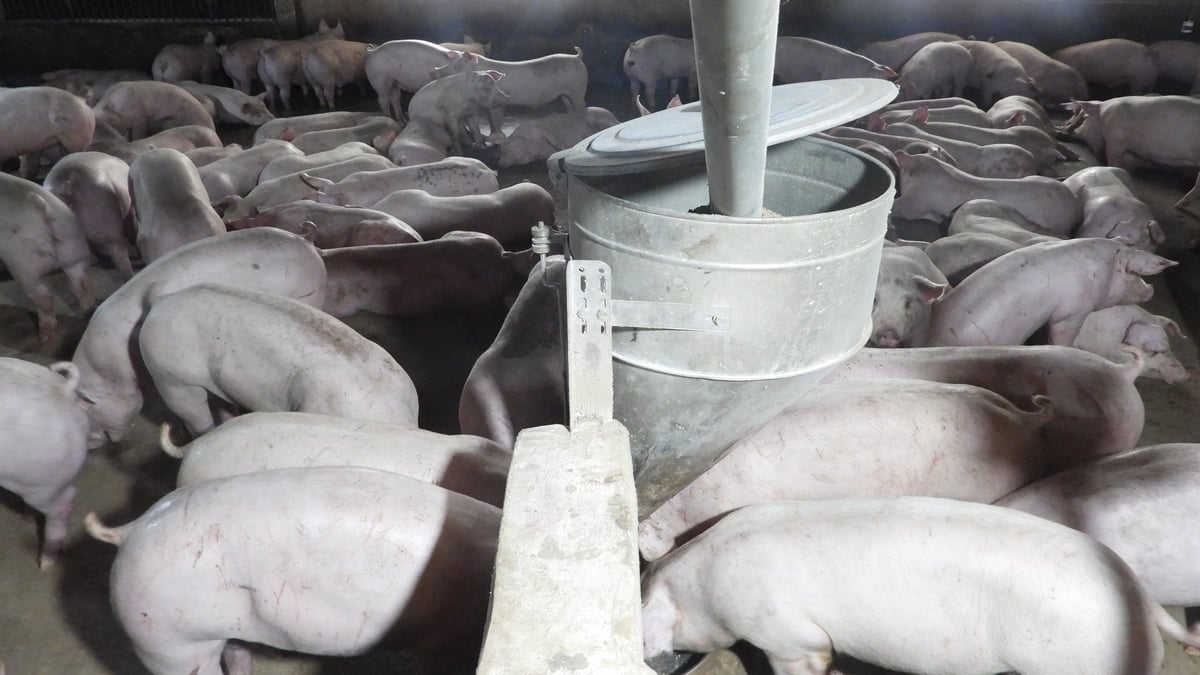 Trang trại heo tại Tây Ninh đang đối diện áp lực rất lớn từ dịch tả heo Châu Phi. Ảnh: Trần Trung. Trang trại heo tại Tây Ninh đang đối diện áp lực rất lớn từ dịch tả heo Châu Phi. Ảnh: Trần Trung.