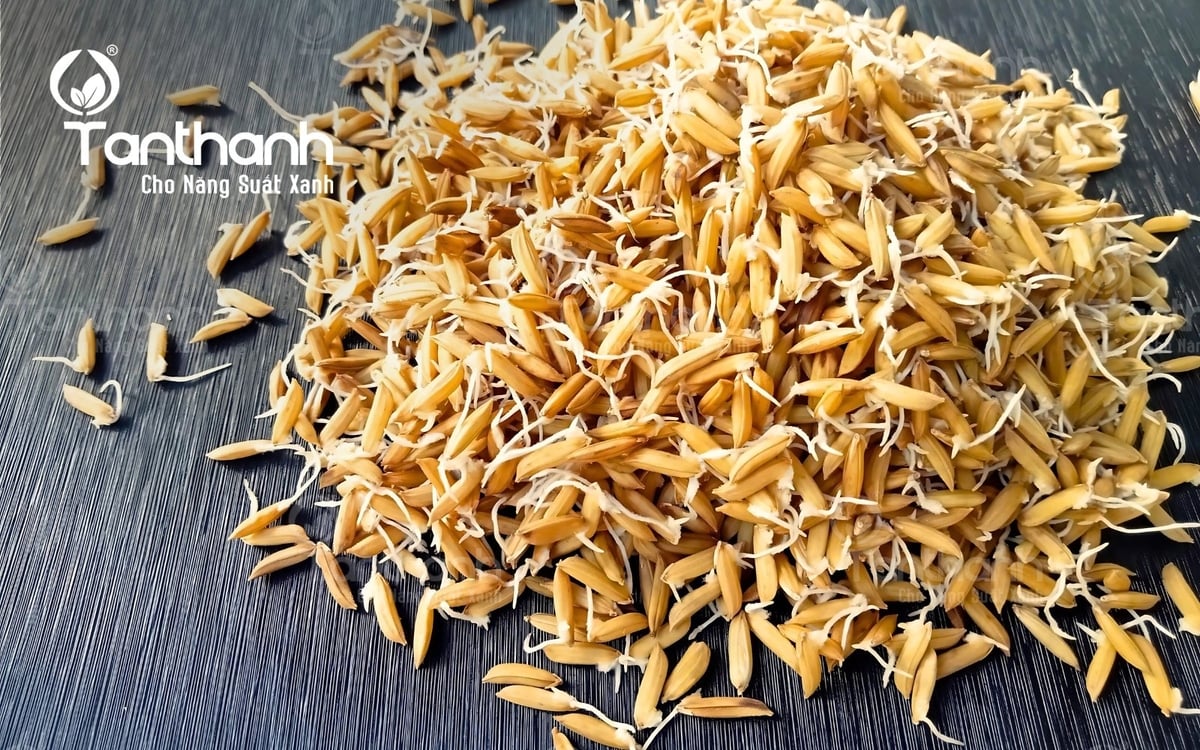 Chọn giống tốt, uy tín và xử lý giống trước khi gieo sạ giúp hạn chế các mầm bệnh ngay từ đầy và tăng khả năng chống chịu tốt với các bệnh do vi khuẩn. Ảnh: Tân Thành. Chọn giống tốt, uy tín và xử lý giống trước khi gieo sạ giúp hạn chế các mầm bệnh ngay từ đầy và tăng khả năng chống chịu tốt với các bệnh do vi khuẩn. Ảnh: Tân Thành.