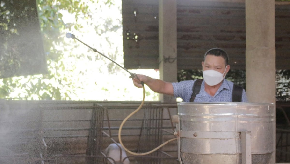Các hộ chăn nuôi tại TP. HCM đang tăng cường khử khuẩn chuồng để bảo vệ vật nuôi trước nguy cơ dịch tả heo châu Phi có thể tấn công bất cứ lúc nào. Ảnh: Lê Bình. Các hộ chăn nuôi tại TP. HCM đang tăng cường khử khuẩn chuồng để bảo vệ vật nuôi trước nguy cơ dịch tả heo châu Phi có thể tấn công bất cứ lúc nào. Ảnh: Lê Bình.