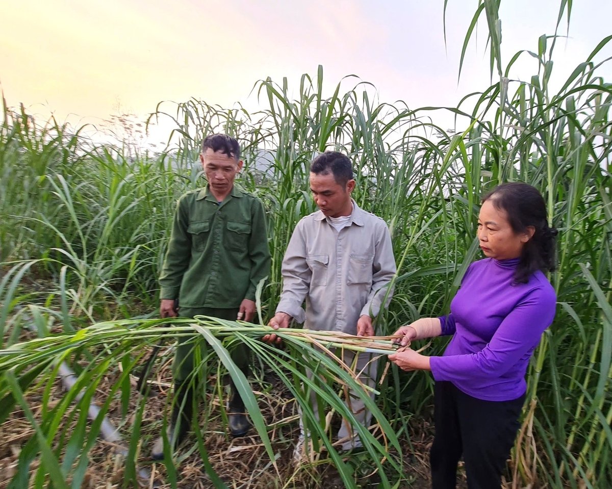 Nhờ trồng cỏ làm thức ăn cho bò sữa, nhiều hộ dân ở phường Mỹ Lâm có thu nhập ổn định. Ảnh: Đào Thanh. Nhờ trồng cỏ làm thức ăn cho bò sữa, nhiều hộ dân ở phường Mỹ Lâm có thu nhập ổn định. Ảnh: Đào Thanh.