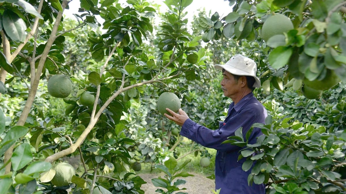 Tây Ninh tăng tốc thực hiện mục tiêu giảm nghèo bền vững thời gian tới. Ảnh: Thanh Bạch.