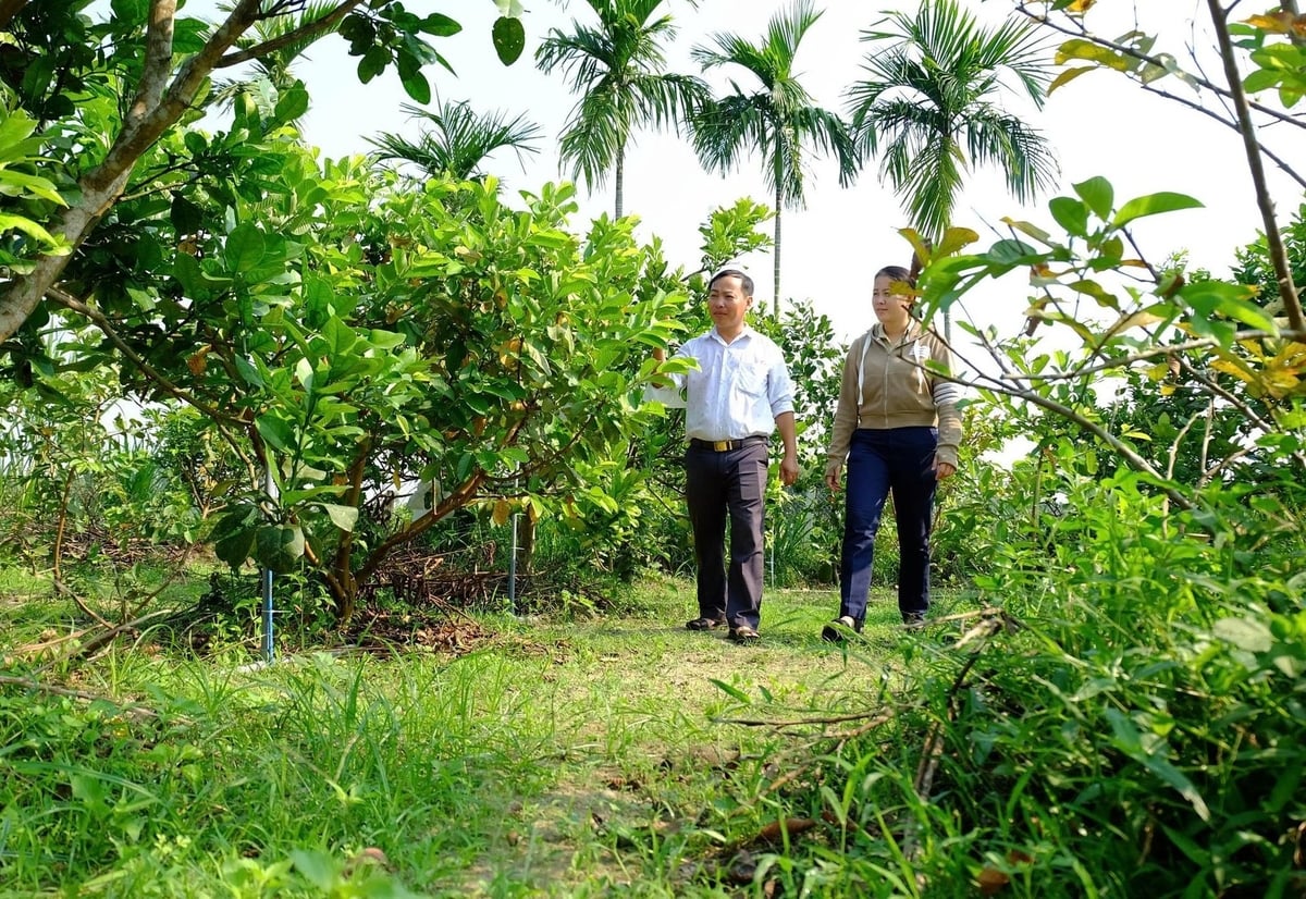 Thời gian qua, nhiều địa phương ở TP Đà Nẵng đã đẩy mạnh phát triển kinh tế vườn, giúp người dân nâng cao hiệu quả kinh tế. Ảnh: L.K.