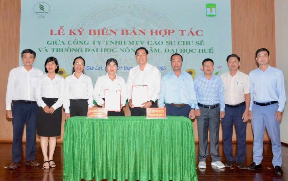 Lễ ký kết hợp tác giữa Công ty TNHH MTV Cao su Chư Sê và Trường Đại học Nông lâm Huế. Ảnh: Văn Vĩnh. Lễ ký kết hợp tác giữa Công ty TNHH MTV Cao su Chư Sê và Trường Đại học Nông lâm Huế. Ảnh: Văn Vĩnh.