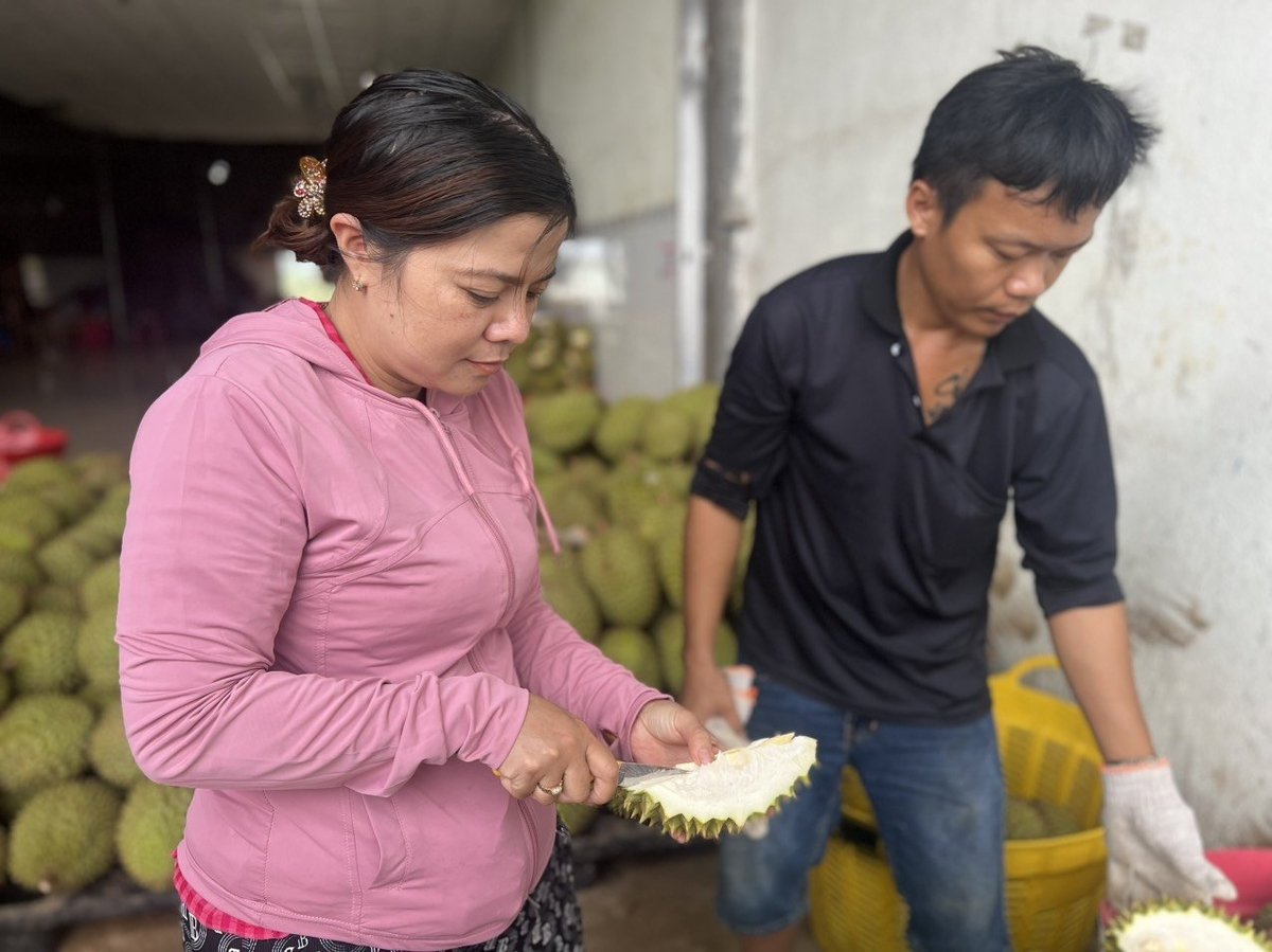 Chị Phạm Thị Thu, thương lái lâu năm ở Lâm Đồng đang kiểm tra và chỉ ra những phần cơm bị sượng nước không đủ tiêu chuẩn để công nhân nhận biết và loại ra. Ảnh: Phạm Hoài.