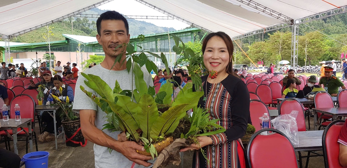 Hội thi thu hút 200 cây sâm Ngọc Linh ở nhiều địa phương trên địa bàn TP Đà Nẵng tham gia tranh tài. Ảnh: NTM. Hội thi thu hút 200 cây sâm Ngọc Linh ở nhiều địa phương trên địa bàn TP Đà Nẵng tham gia tranh tài. Ảnh: NTM.