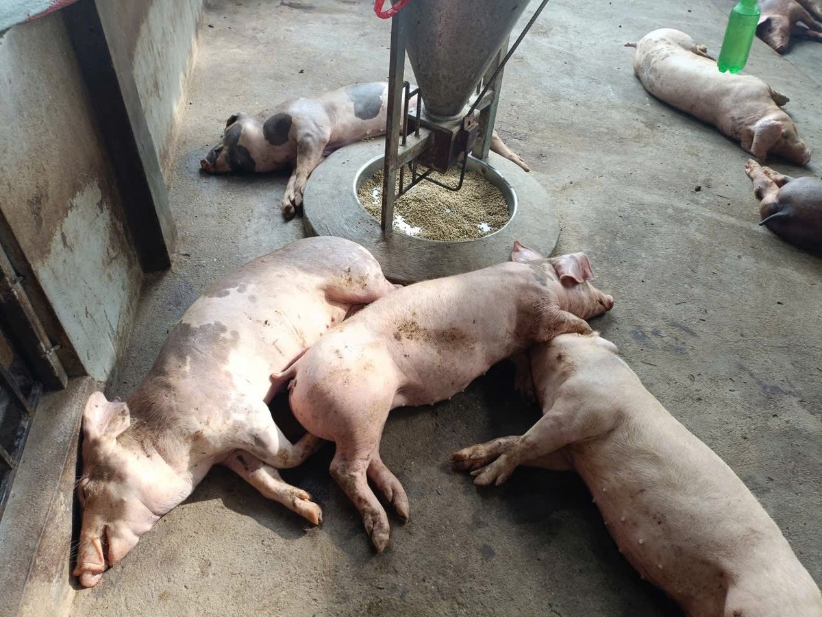 Số xã, phường của tình Lào Cai phát sinh ổ dịch tả lợn Châu Phi ngày càng tăng. Ảnh: Thanh Tiến. Số xã, phường của tình Lào Cai phát sinh ổ dịch tả lợn Châu Phi ngày càng tăng. Ảnh: Thanh Tiến.