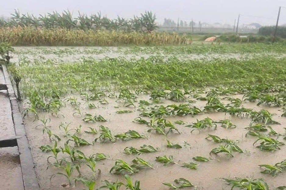 Toàn tỉnh Nghệ An có hơn 8.200 ha cây trồng bị ảnh hưởng của bão số 3. Ảnh: Hữu Tình. Toàn tỉnh Nghệ An có hơn 8.200 ha cây trồng bị ảnh hưởng của bão số 3. Ảnh: Hữu Tình.