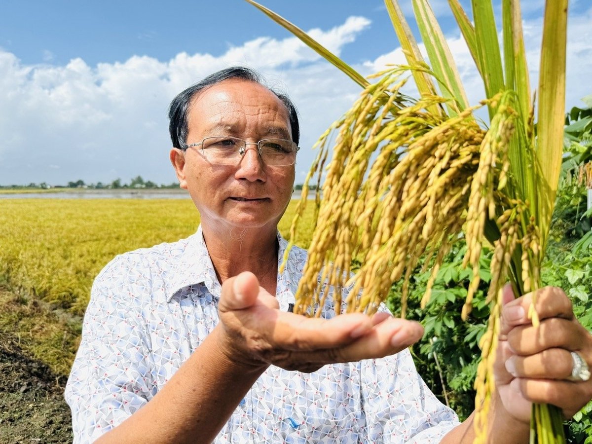 Lúa trong mô hình cho lợi nhuận hơn 19,3 triệu đồng/ha, cao gần gấp đôi ruộng canh tác truyền thống. Ảnh: Lê Hoàng Vũ. Lúa trong mô hình cho lợi nhuận hơn 19,3 triệu đồng/ha, cao gần gấp đôi ruộng canh tác truyền thống. Ảnh: Lê Hoàng Vũ.