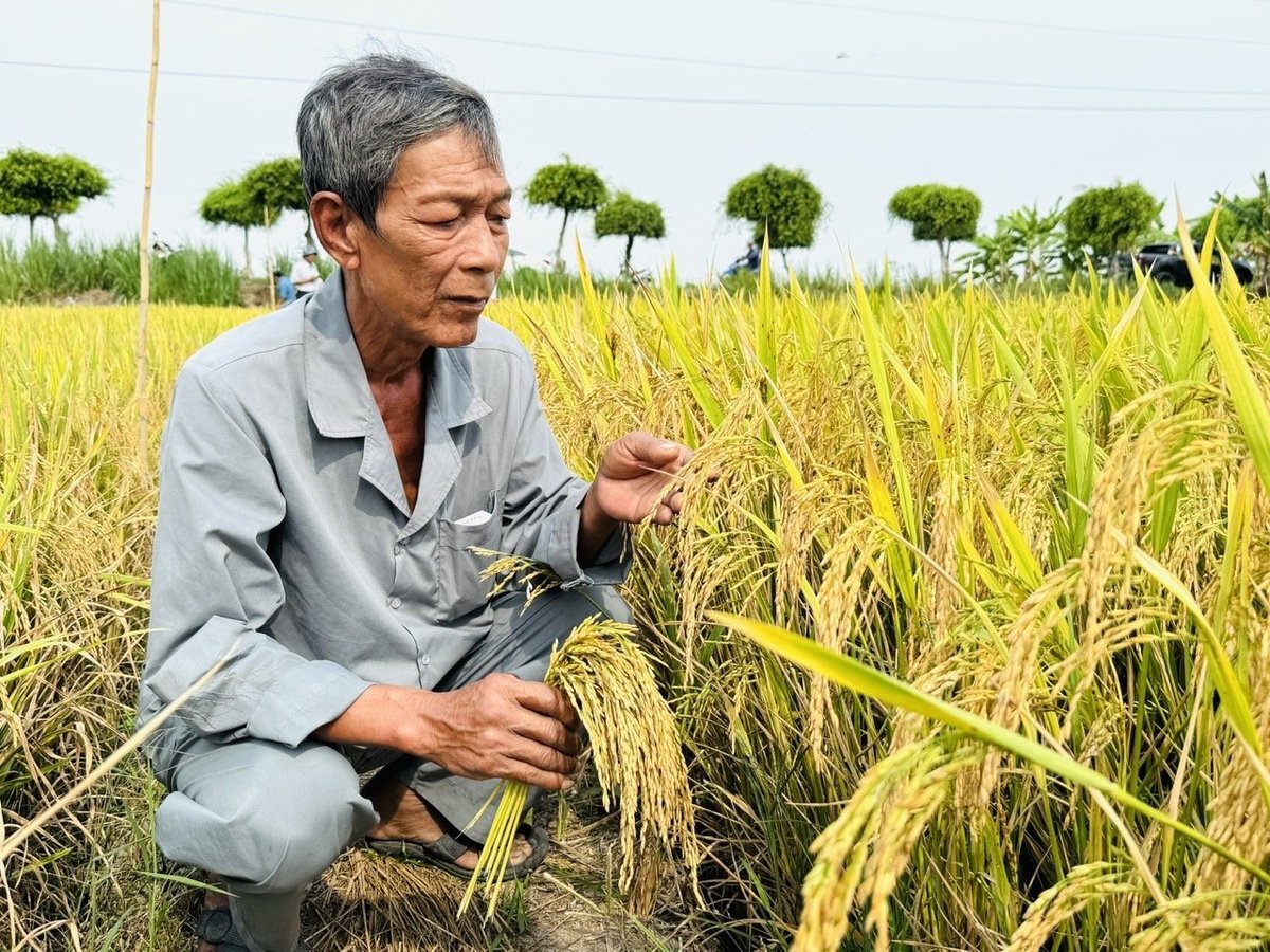 Nông dân tham gia mô hình rất phấn khởi vì lúa trúng mùa, được giá. Ảnh: Lê Hoàng Vũ. Nông dân tham gia mô hình rất phấn khởi vì lúa trúng mùa, được giá. Ảnh: Lê Hoàng Vũ.