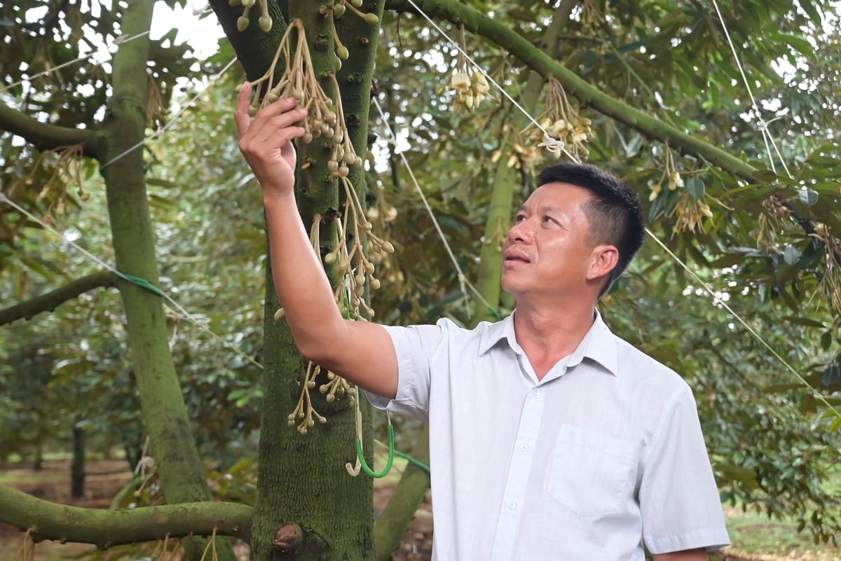 Theo ông Trần Văn Thắng, Giám đốc Hợp tác xã Nông nghiệp xanh Krông Pắc, để đảm bảo ổn định thị trường cũng như mang lại hiệu quả kinh tế bền vững cần phải xây dựng chuỗi liên kết và nhà vườn phải thực hiện nghiêm ngặt các khâu trồng, chăm sóc, làm hoa... theo hướng hữu cơ. Ảnh: Phạm Hoài.