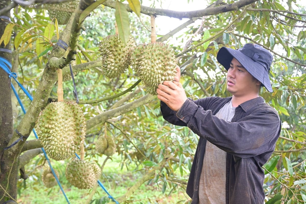 Ông Trần Vi Tuấn, phường Đông Gia Nghĩa, tỉnh Lâm Đồng kiểm tra trái sầu riêng đang chuẩn bị thu hoạch. Ảnh: Phạm Hoài.