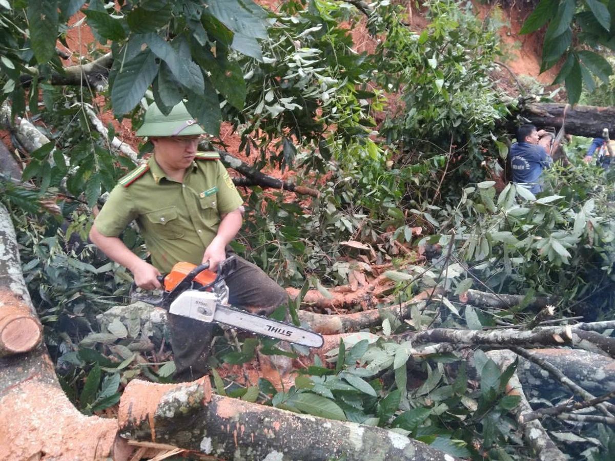 Cán bộ kiểm lâm dùng cưa máy cắt cây đổ để khôi phục đường giao thông bị chia cắt tại xã Mường Luân. Ảnh: Trần Hương. Cán bộ kiểm lâm dùng cưa máy cắt cây đổ để khôi phục đường giao thông bị chia cắt tại xã Mường Luân. Ảnh: Trần Hương.