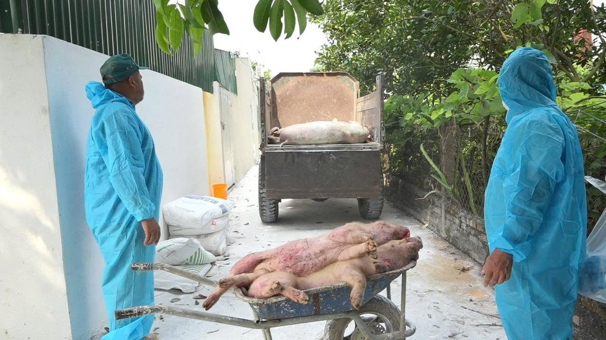 Lực lượng chức năng tiêu hủy lợn chết do nhiễm dịch. Ảnh: Kiên Trung. Lực lượng chức năng tiêu hủy lợn chết do nhiễm dịch. Ảnh: Kiên Trung.