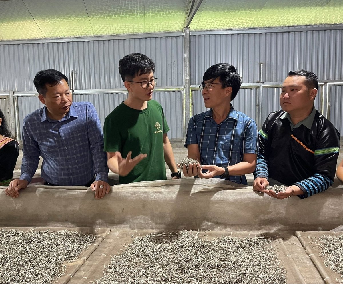Bí thư Đảng ủy xã Nguyễn Thành Hưng và Chủ tịch UBND xã Hoàng Anh Tuấn đi cơ sở thu mua và sản xuất Chè Shan Tuyết Phình Hồ. Ảnh: Thanh Ngà. Bí thư Đảng ủy xã Nguyễn Thành Hưng và Chủ tịch UBND xã Hoàng Anh Tuấn đi cơ sở thu mua và sản xuất Chè Shan Tuyết Phình Hồ. Ảnh: Thanh Ngà.