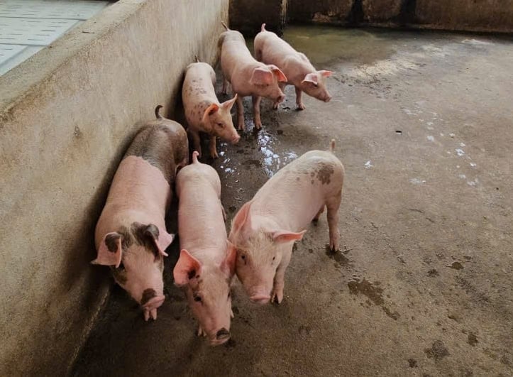 Người chăn nuôi thất thu trước tình trạng dịch tả lợn châu Phi lan rộng. Ảnh: QT. Người chăn nuôi thất thu trước tình trạng dịch tả lợn châu Phi lan rộng. Ảnh: QT.