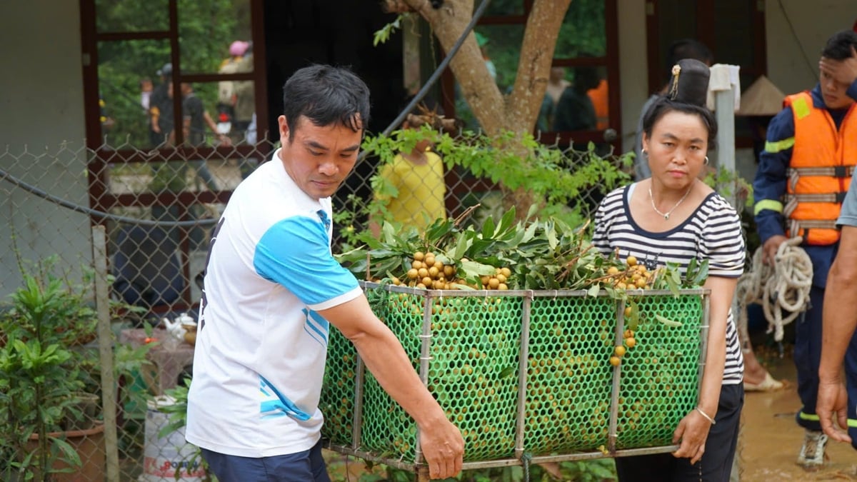Các hộ dân tranh thủ di dời nhãn đã thu hoạch ra khỏi vùng nước lũ, để kịp mang lên xe vận chuyển dưới xuôi. Ảnh: Đức Bình.