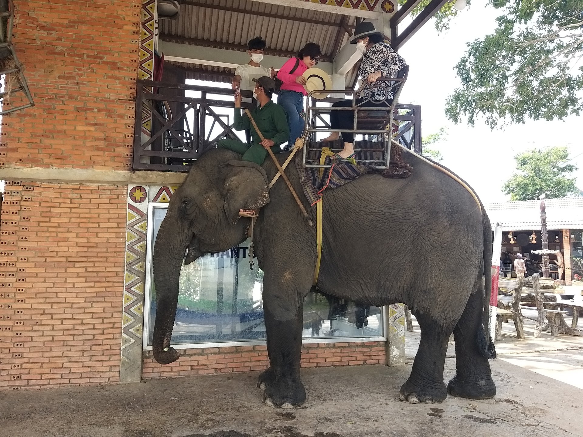Đắk Lắk đang từng bước chuyển đổi sang mô hình du lịch không cưỡi voi nhằm gìn giữ đàn voi nhà. Ảnh: Tuấn Trần. Đắk Lắk đang từng bước chuyển đổi sang mô hình du lịch không cưỡi voi nhằm gìn giữ đàn voi nhà. Ảnh: Tuấn Trần.