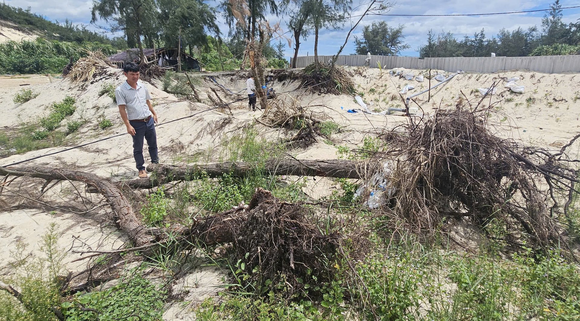 Nhiều gốc cây phi lao lớn đã bị chặt phá để đào đắp hồ nuôi cá. Ảnh: T. Đức.