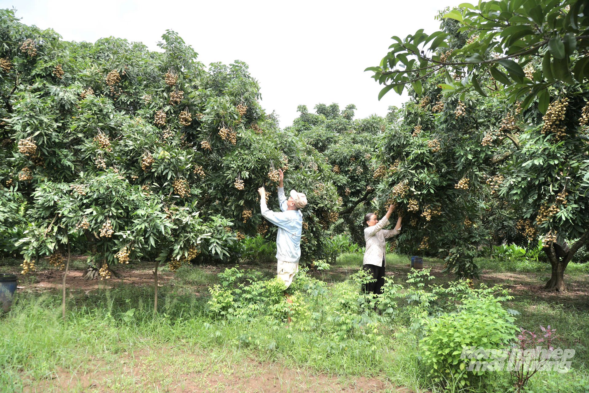 Nhãn ở Hưng Yên bắt đầu chín rộ. Ảnh: Hải Tiến.