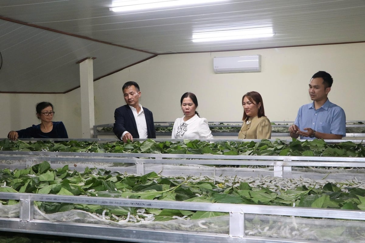 Vùng trồng dâu nuôi tằm đang ngày càng phát triển trên các cánh đồng ven sông Hồng ở Quy Mông. Ảnh: Thanh Tiến. Vùng trồng dâu nuôi tằm đang ngày càng phát triển trên các cánh đồng ven sông Hồng ở Quy Mông. Ảnh: Thanh Tiến.