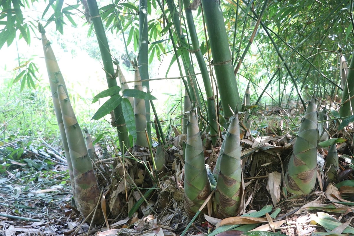 Đất đai ở Quy Mông trù phú, màu mỡ, phù hợp phát triển vùng măng tre Bát Độ. Ảnh: Thanh Tiến. Đất đai ở Quy Mông trù phú, màu mỡ, phù hợp phát triển vùng măng tre Bát Độ. Ảnh: Thanh Tiến.