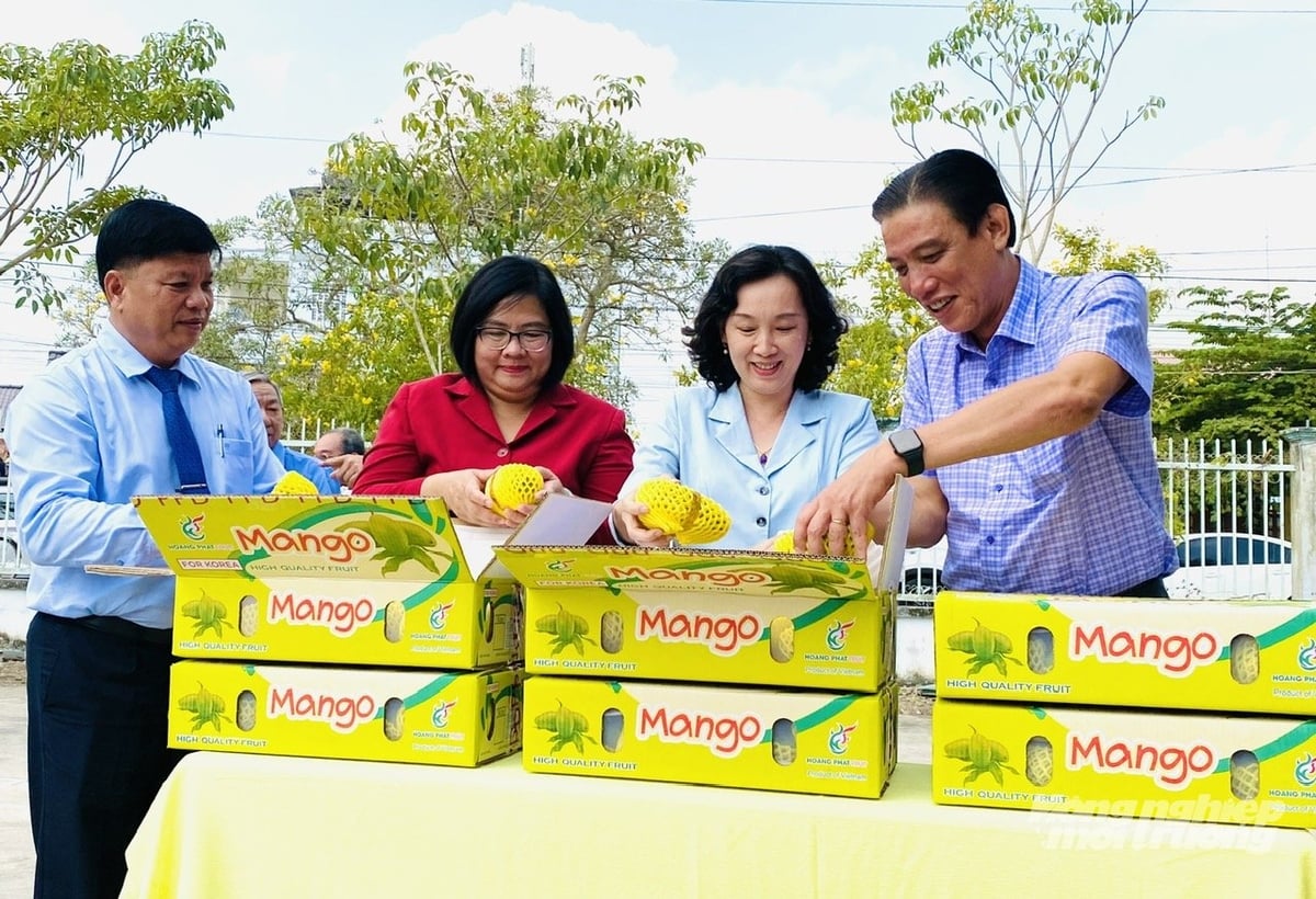Xoài keo An Giang đạt chuẩn OCOP và được đóng gói xuất khẩu, đồng thời là một trong những sản phẩm tiêu biểu của địa phương. Ảnh: Lê Hoàng Vũ.