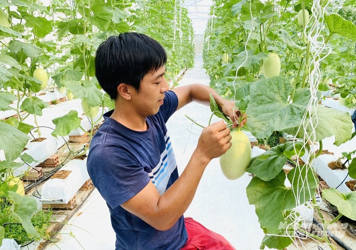Nông dân An Giang chăm sóc dưa lưới trong nhà màng, mô hình sản xuất công nghệ cao mang lại hiệu quả kinh tế vượt trội. Ảnh: Lê Hoàng Vũ.