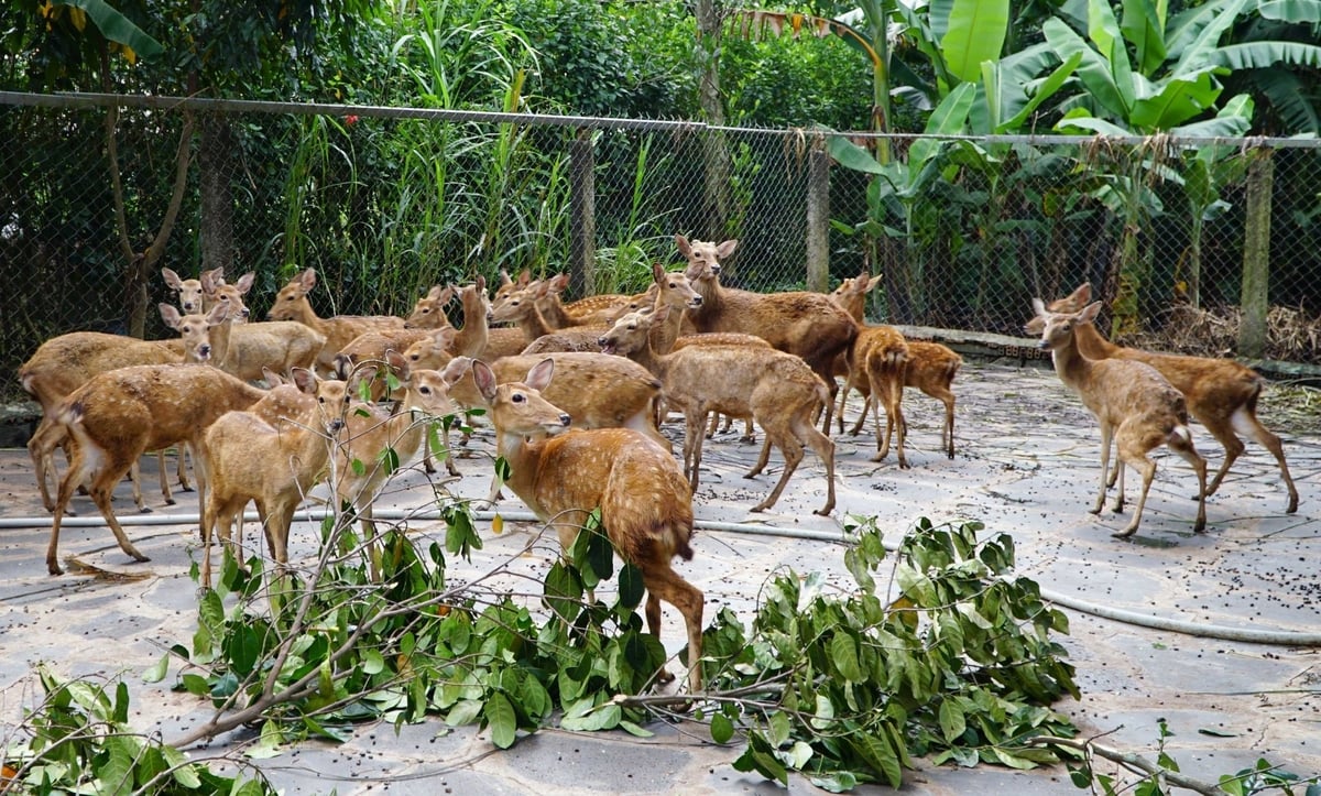 Động vật hoang dã nuôi nhốt vẫn là đối tượng dễ bị tổn thương trước nhiều nguy cơ dịch bệnh do chưa được quan tâm đúng mức. Ảnh: Lê Bình. Động vật hoang dã nuôi nhốt vẫn là đối tượng dễ bị tổn thương trước nhiều nguy cơ dịch bệnh do chưa được quan tâm đúng mức. Ảnh: Lê Bình.