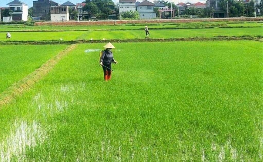 Nếu nông dân chủ quan không thực hiện đồng bộ các giải pháp phòng trừ, nguy cơ cao sẽ mất mùa vụ hè thu 2025. Ảnh: Thanh Nga. Nếu nông dân chủ quan không thực hiện đồng bộ các giải pháp phòng trừ, nguy cơ cao sẽ mất mùa vụ hè thu 2025. Ảnh: Thanh Nga.