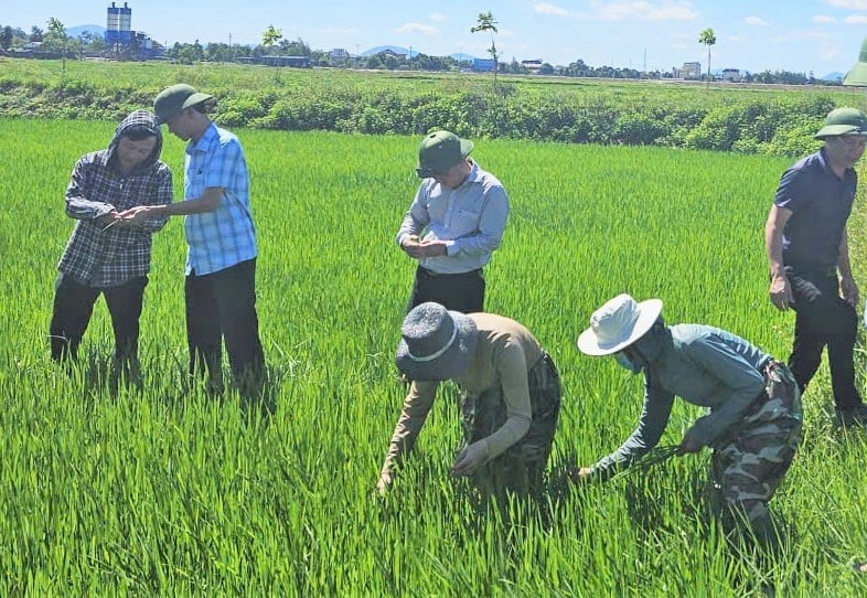 Ông Nguyễn Thanh Hải, Phó Giám đốc Sở Nông nghiệp và Môi trường Hà Tĩnh cùng cán bộ chuyên môn bổ cứu giải pháp phòng trừ sâu bệnh tại xã Cẩm Xuyên. Ảnh: Thanh Nga. Ông Nguyễn Thanh Hải, Phó Giám đốc Sở Nông nghiệp và Môi trường Hà Tĩnh cùng cán bộ chuyên môn bổ cứu giải pháp phòng trừ sâu bệnh tại xã Cẩm Xuyên. Ảnh: Thanh Nga.