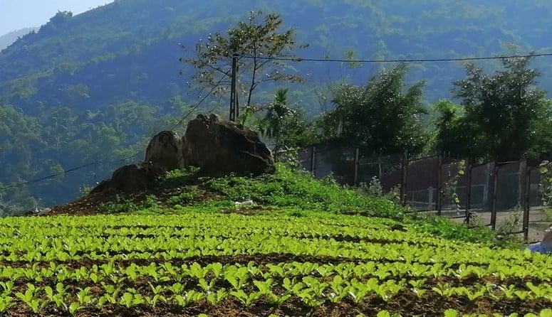 Một góc vườn rau tại trang trại Hoa Viên. Ảnh: DĐT.